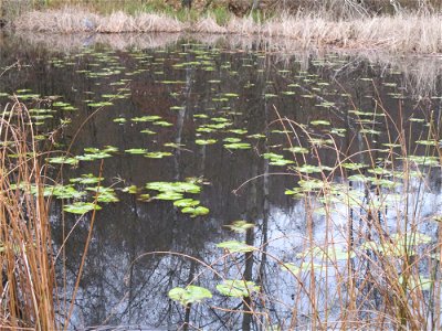 Gelbe Teichrose (Nuphar lutea) im Teich in der Nauwies im Steinbachtal in Malstatt photo