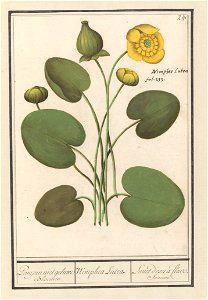 IdentificatieTitel(s): Gele plomp (Nuphar lutea)Pumpen met geluwe Bloemen. / Nimphea Lutea. / Lunet d'eau à fleur Jeaune (titel op object)Objecttype: tekening Objectnummer: RP-T-BR-2017-1-10-45Omschri