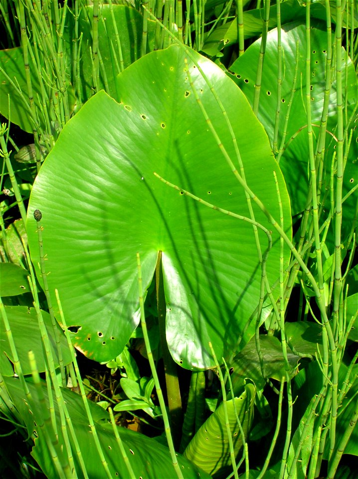 A leaf of the Yellow Pond Lily Nuphar lutea. Eglinton Loch. North Ayrshire. Scotland.