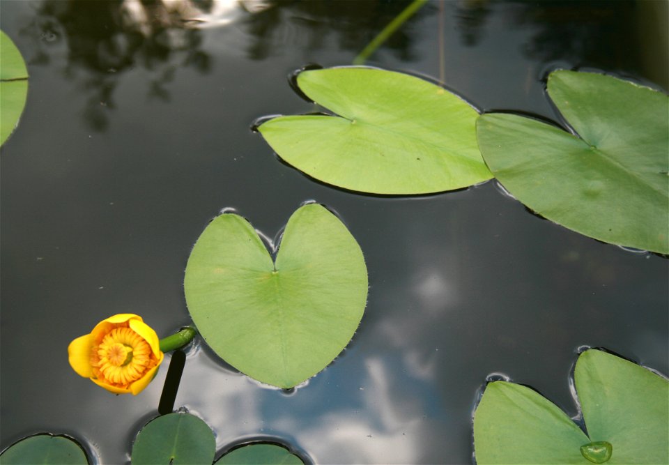 Nuphar lutea, from Botanical Garden of Charles University in Prague, Czech Republic