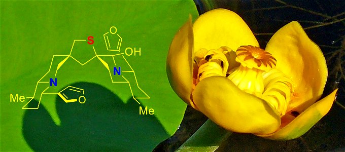 Picture found in the public domain and used for The Wu Group website and an article titled “Total Syntheses and Biological Evaluation of Both Enantiomers of Several Hydroxylated Dimeric Nuphar Alkaloi photo