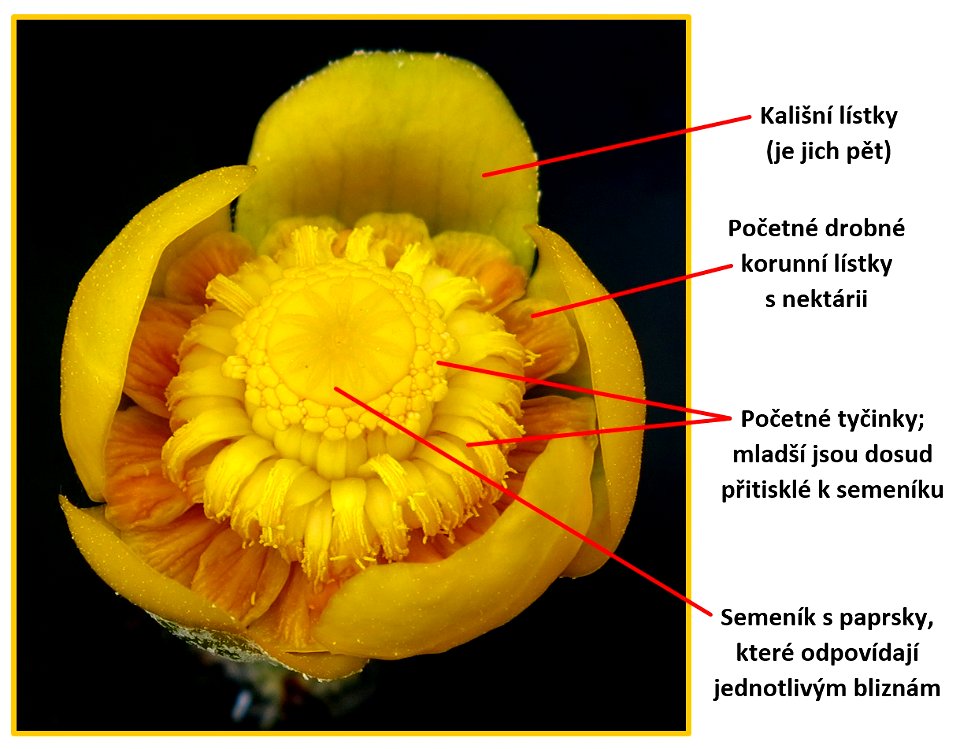Stavba květu stulíku žlutého (Nuphar lutea). Fotografováno 25. 5. 2015 v Botanické zahradě Liberec.