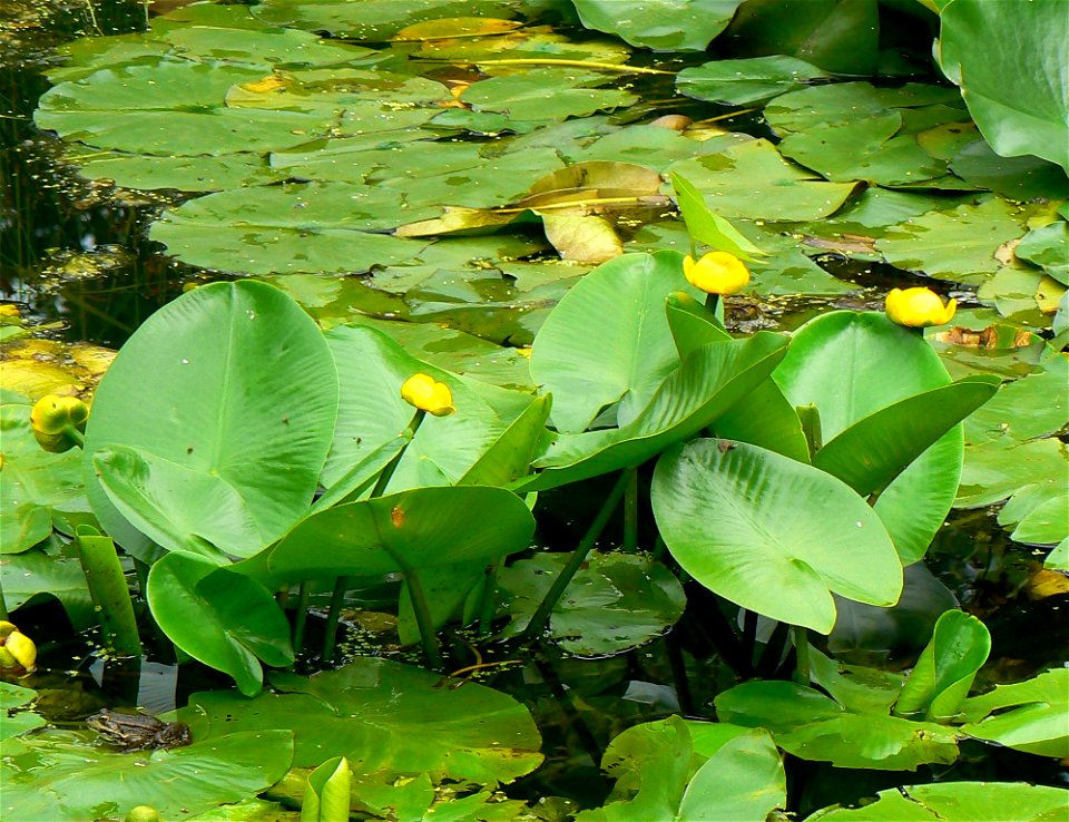 Yellow pond-lilies at , Hluboká nad Vltavou, Czech Republic