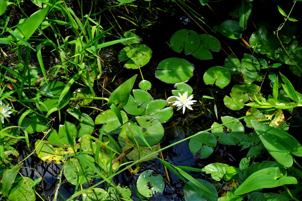 Pettigrew State Park