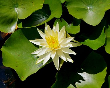 Nymphaea × cultivar, Parc floral de Paris photo