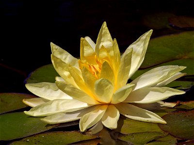 A yellow waterlily in the reflecting pond in Balboa Park photo