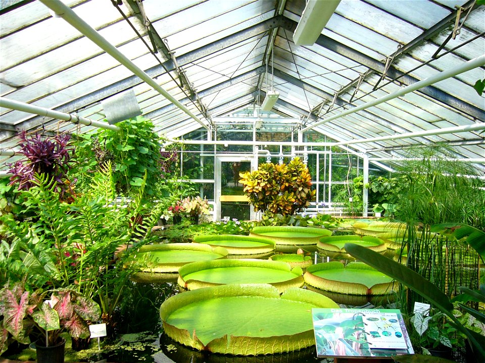 Victoria in the botanical Garden of Braunschweig (Botanischer Garten der Technischen Universität Braunschweig)