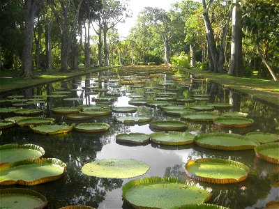 The giant water lilies (Victoria amazonica) in Pamplemousse Botanical Garden,  Mauritius.