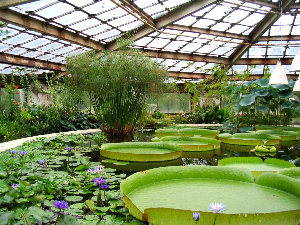Conservatory No 28 of Botanical_Garden__V.L._Komarov_Botanical_Institute