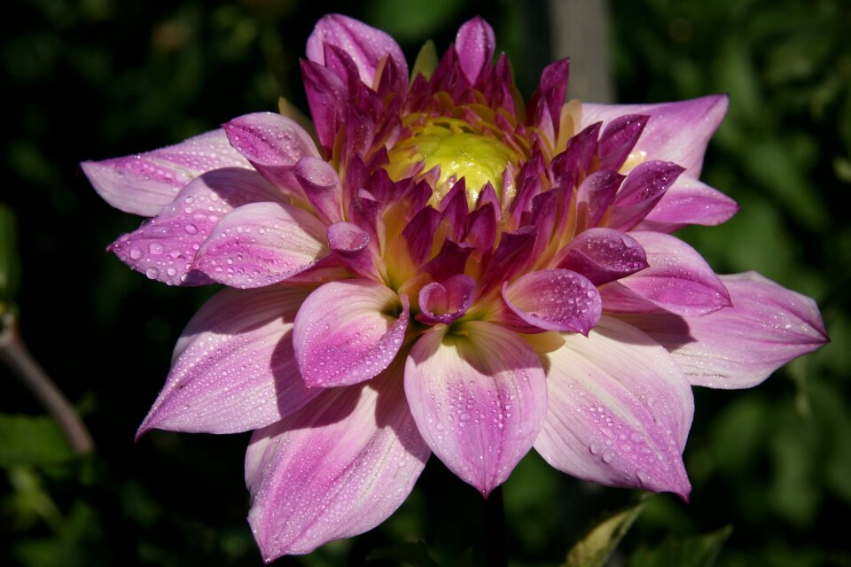 Pink petals bloom