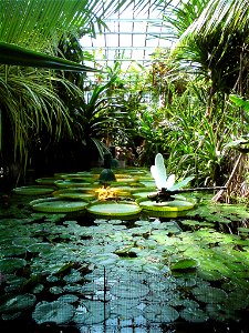 Victoria cruziana in Palm House in Poznań (Poland) photo