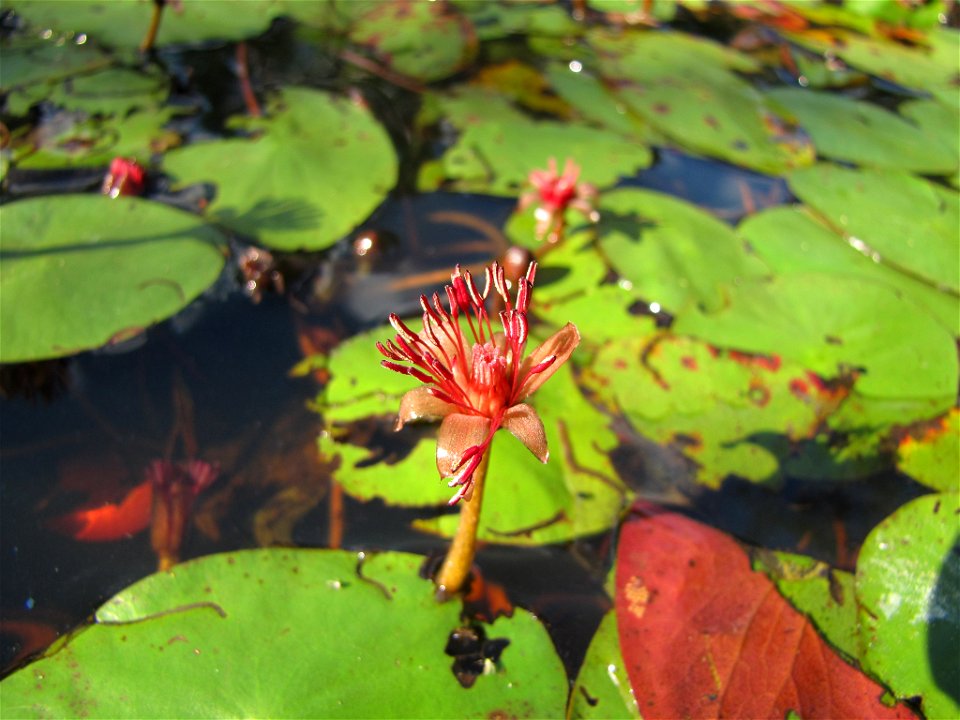 Brasenia schreberi in Schoolcraft County, MI, USA