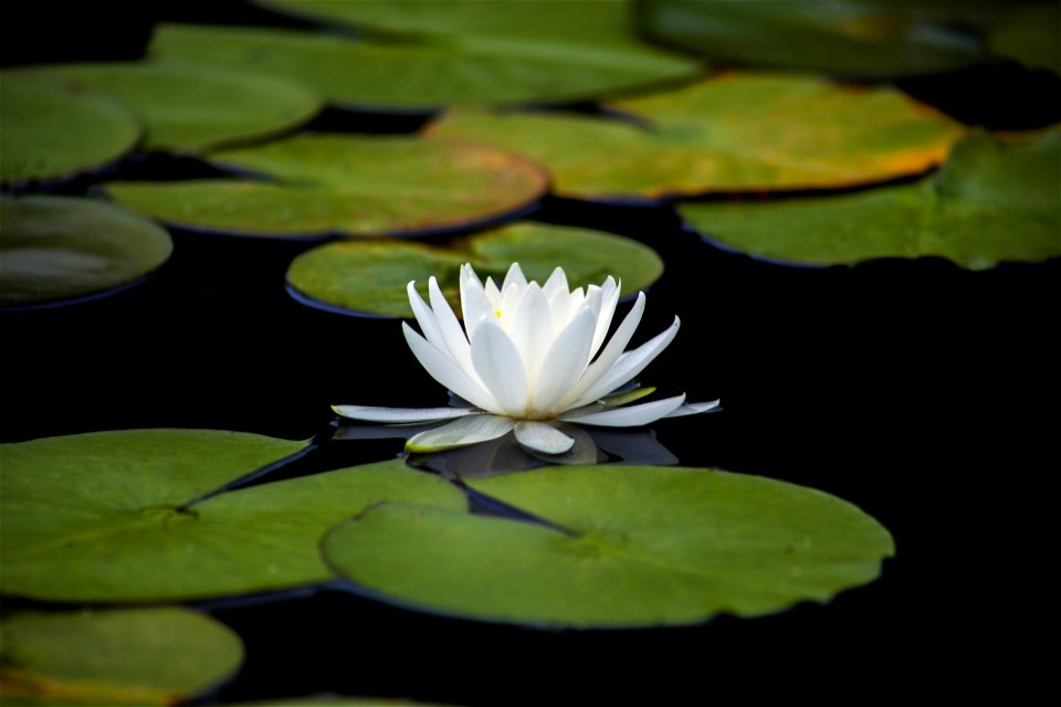 Pygmy water-lily (Nymphaea tetragona Georgi)