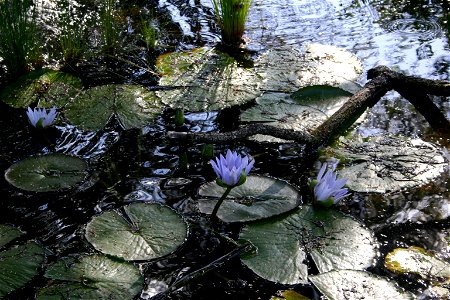 Nymphaea capensis growing in pond in Johannesburg, South Africa photo