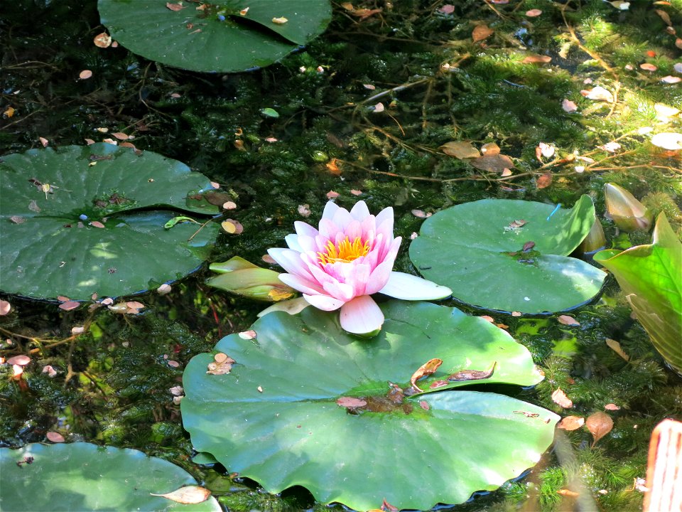 Nymphaea in the Center for nature in Colombes (Hauts-de-Seine, France. photo