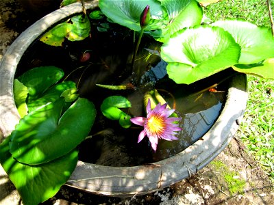 Vasque avec plantes en Thaïlande photo