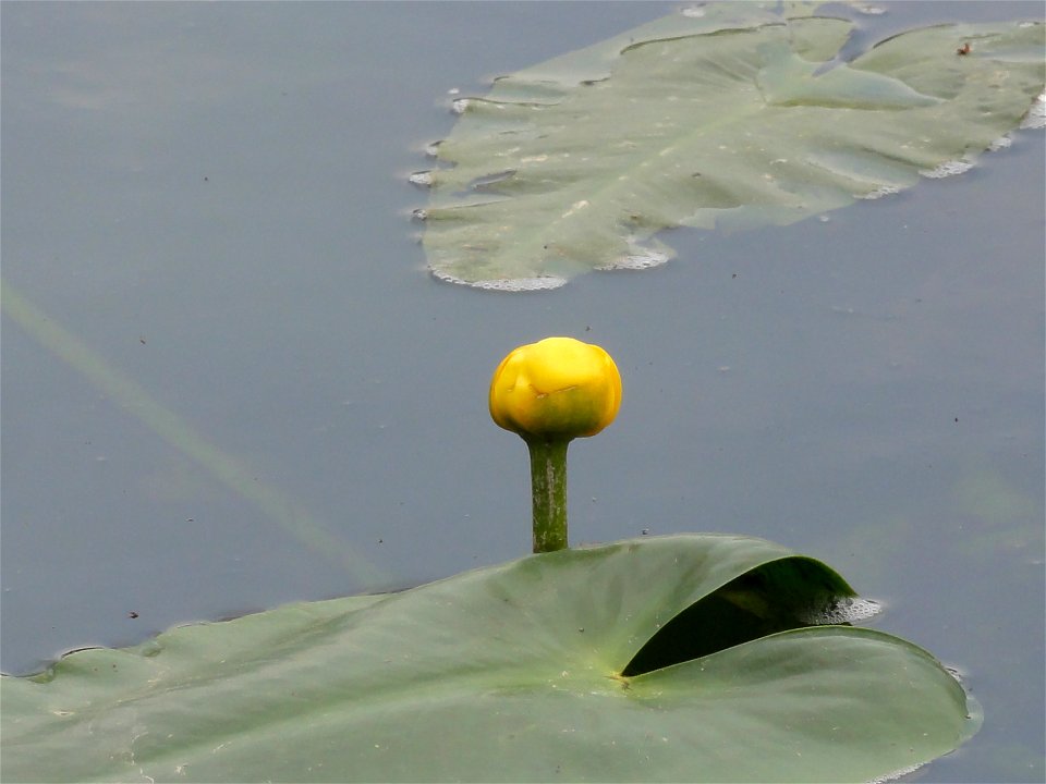 コウホネ[河骨/川骨][Nuphar japonicum]-花
