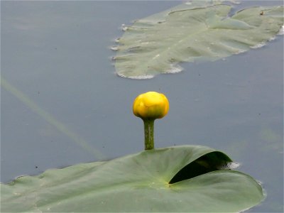 コウホネ[河骨/川骨][Nuphar japonicum]-花 photo