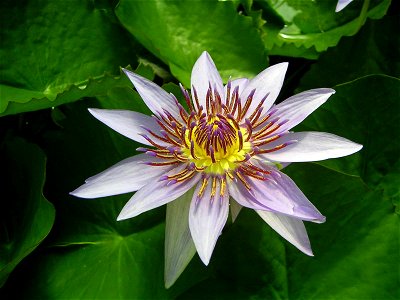 Nymphaea colorata. Description on the sign: "Nymphaea colorata Peter — Ost-Afrika" Blüte einer Seerose im Botanischen Garten Braunschweig photo