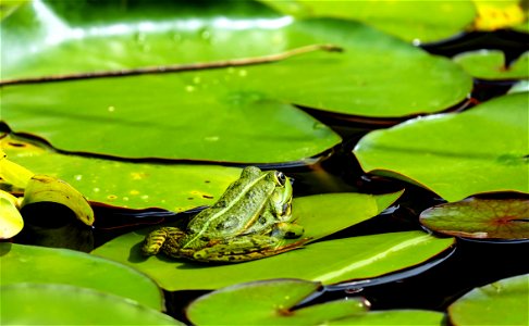 A frog on a Nuphar pumila leaf. photo