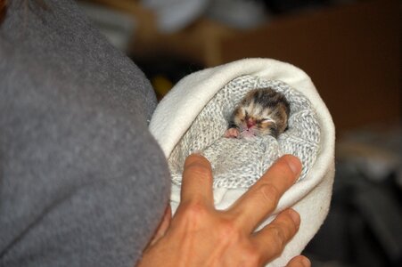 Baby kitten hug Free photos