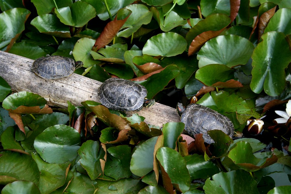 Resident turtles on Bastyr University campus