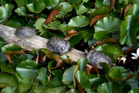 Resident turtles on Bastyr University campus photo