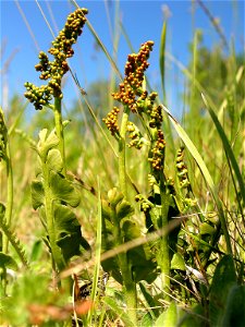 Echte Mondraute (Botrychium lunaria), ein kleines Vorkommen von ca. 40 Pflanzen auf einem Magerrasen zwischen Munster und Wietzendorf auf einem Truppenübungsplatz in Niedersachsen, Lüneburger Heide.