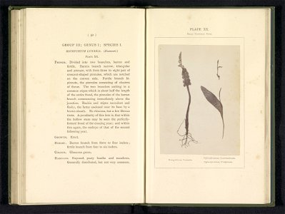 IdentificatieTitel(s): Bladeren van de gelobde maanvaren en twee soorten addertongvarensBotrychium Lunaria. Ophioglossum Lusitanicum. Ophioglossum Vulgatum (titel op object)Objecttype: foto bladzijde 