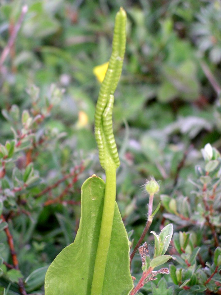 Close up of Ophioglossum vulgatum growing in sand dunes on Anglesey