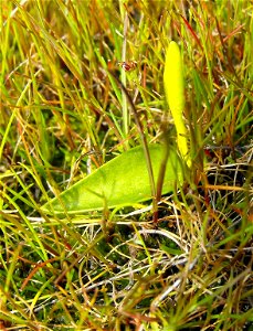 Ophioglossum californicum near vernal pools on Carmel Mountain, San Diego, California, USA.
