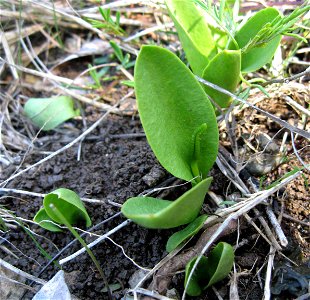 Ophioglossum engelmannii in a limestone glade at Cedars of Lebanon State Forest, Wilson County, Tennessee
