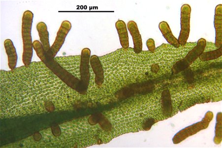 Orthotrichum lyellii
