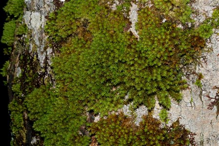 Orthotrichum lyellii