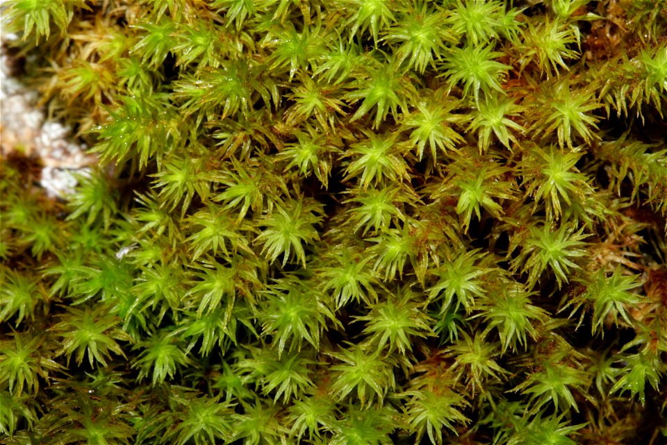 Orthotrichum lyellii