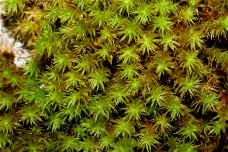 Orthotrichum lyellii