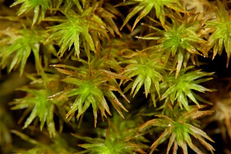 Orthotrichum lyellii