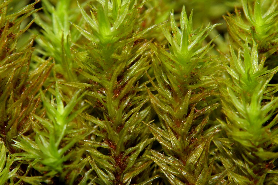 Orthotrichum lyellii