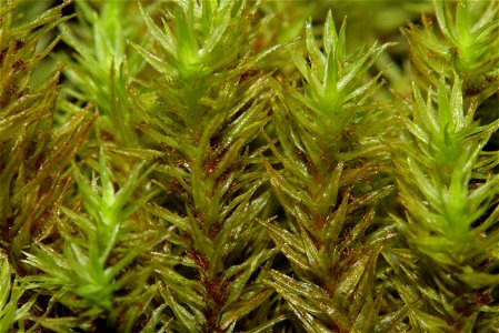 Orthotrichum lyellii