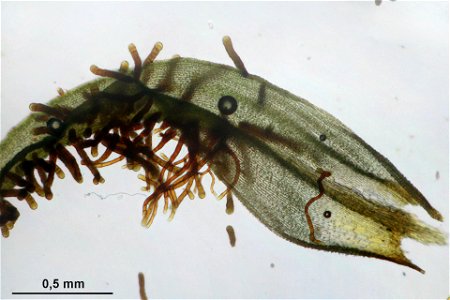 Orthotrichum lyellii