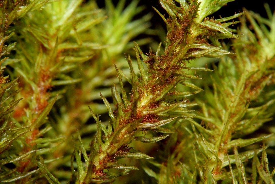 Orthotrichum lyellii