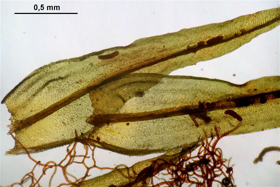 Orthotrichum lyellii