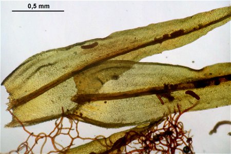 Orthotrichum lyellii