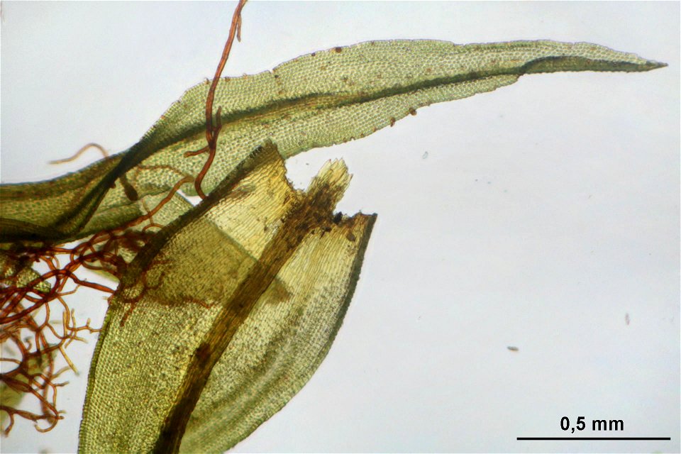 Orthotrichum lyellii