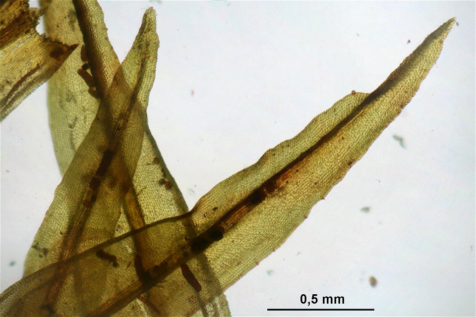 Orthotrichum lyellii