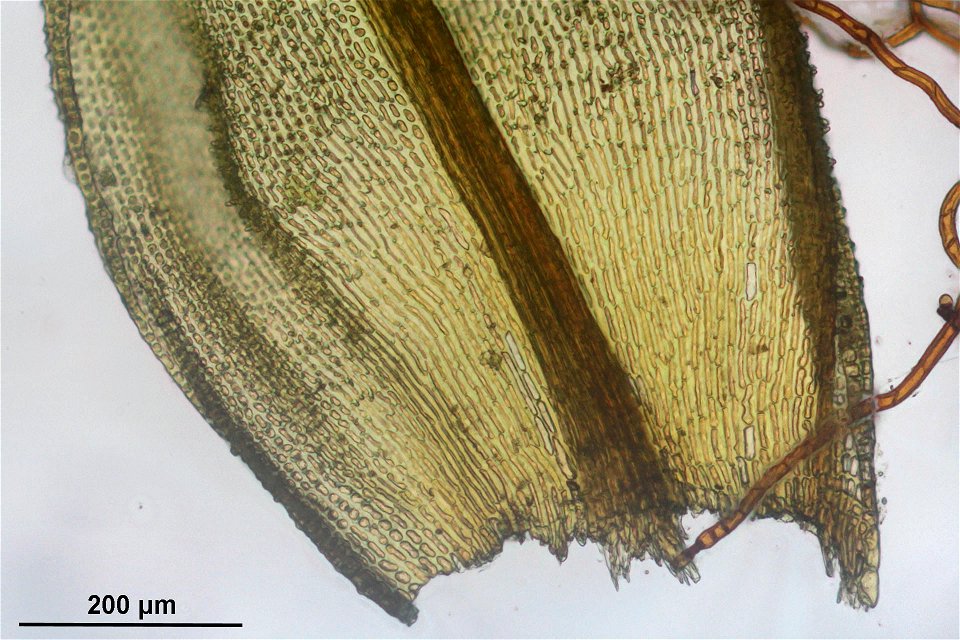Orthotrichum lyellii