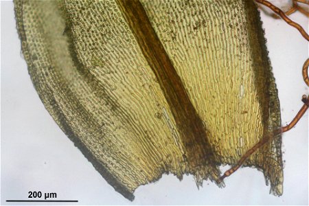 Orthotrichum lyellii