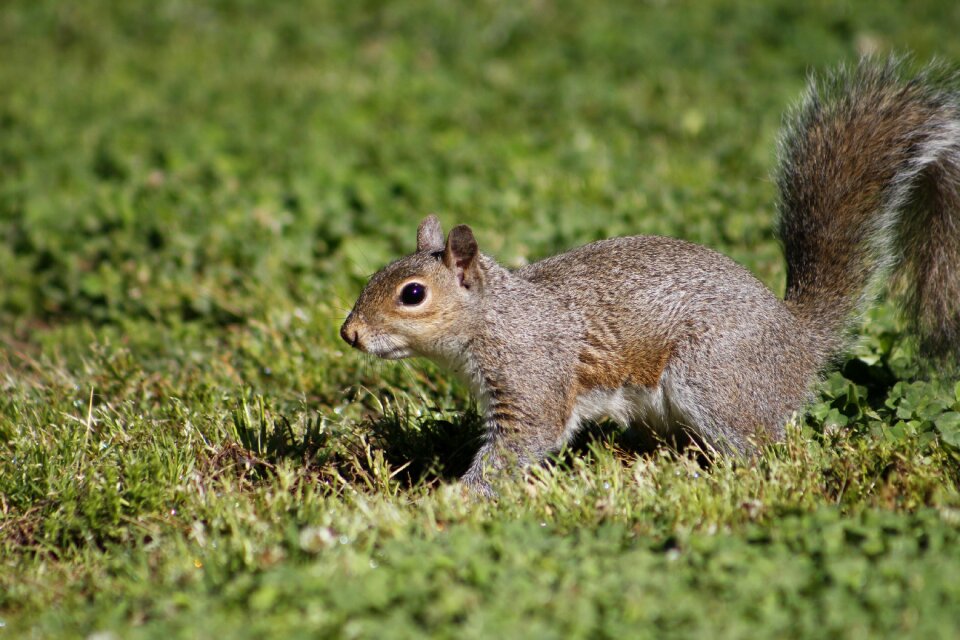 Nature squirrel animal