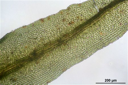 Orthotrichum lyellii