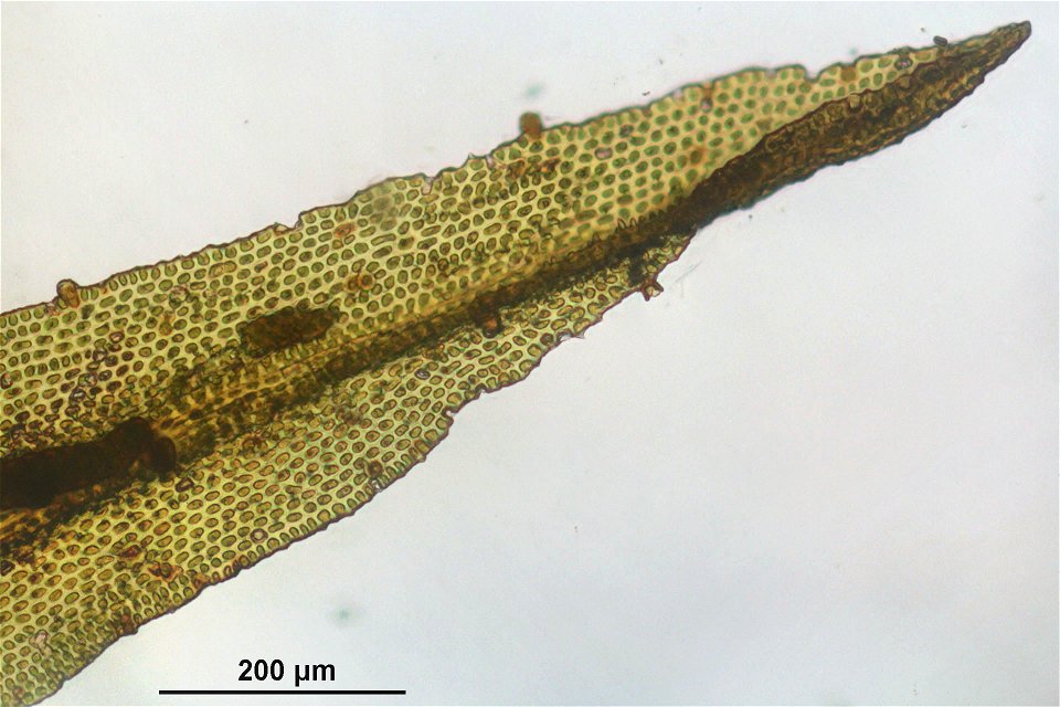 Orthotrichum lyellii